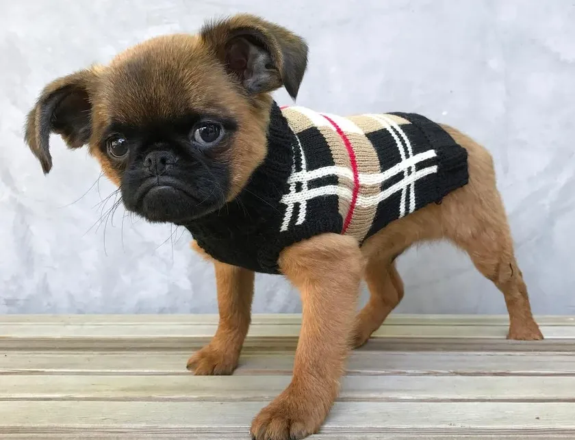 Fabdog Camel Plaid Sweater